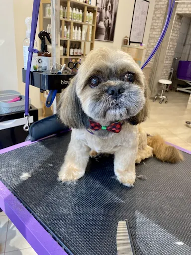 Kudłaty Salon Strzyżenie psów